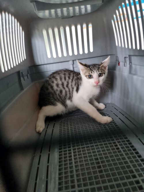 부안군 동물보호센터_445479202400664
